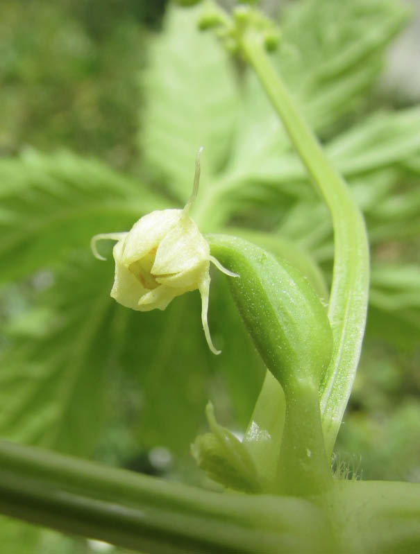 flor femenina caigua