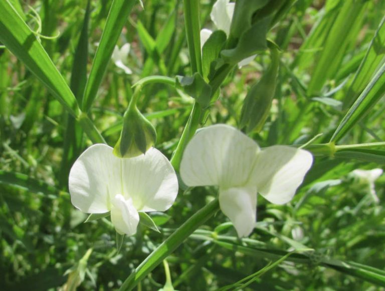 CHÍCHARO - BIODIVERSIDAD ALIMENTARIA