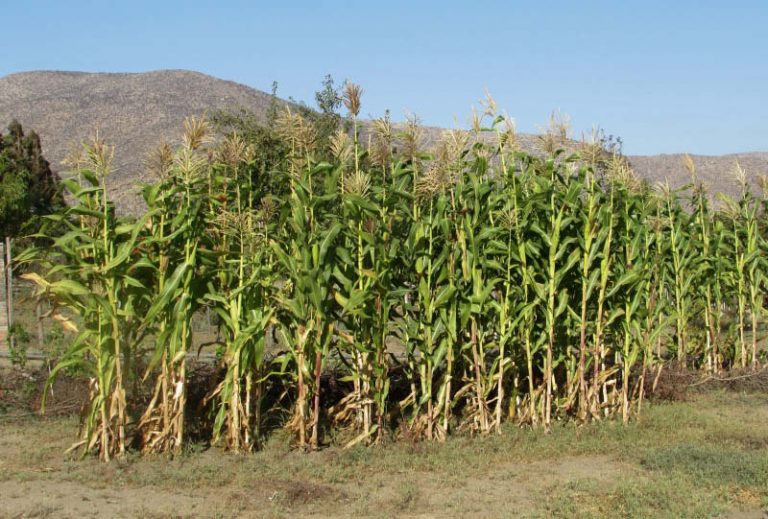 MAÍZ - BIODIVERSIDAD ALIMENTARIA
