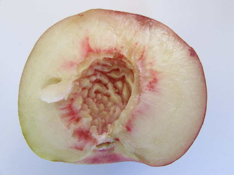fruto nectarin