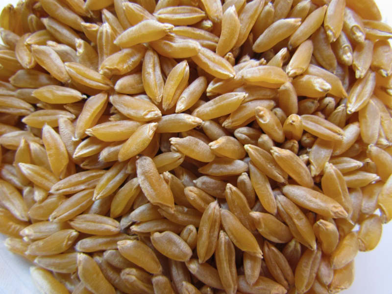 grano trigo dalma
