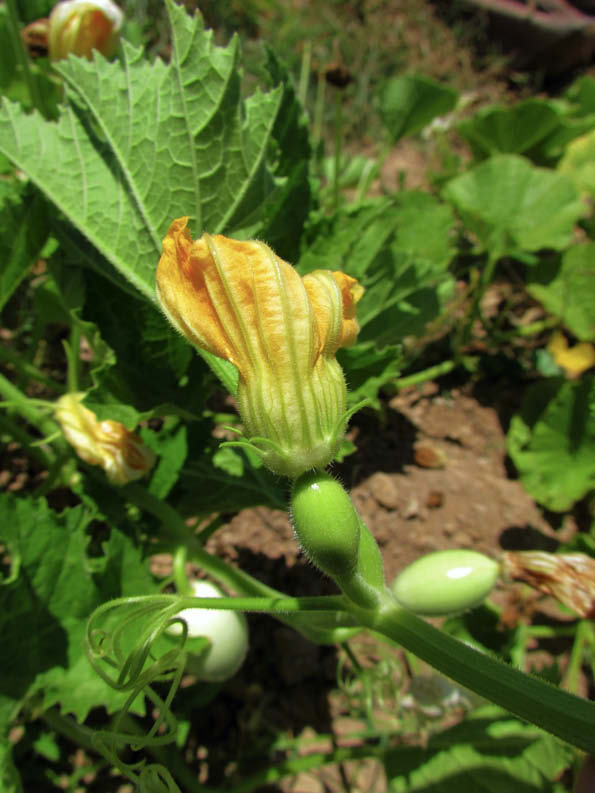flor femenina zapallo huevo