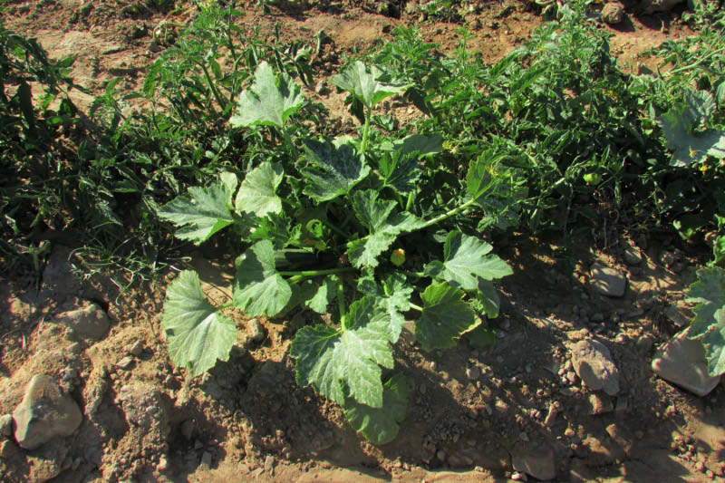 planta zapallo italiano