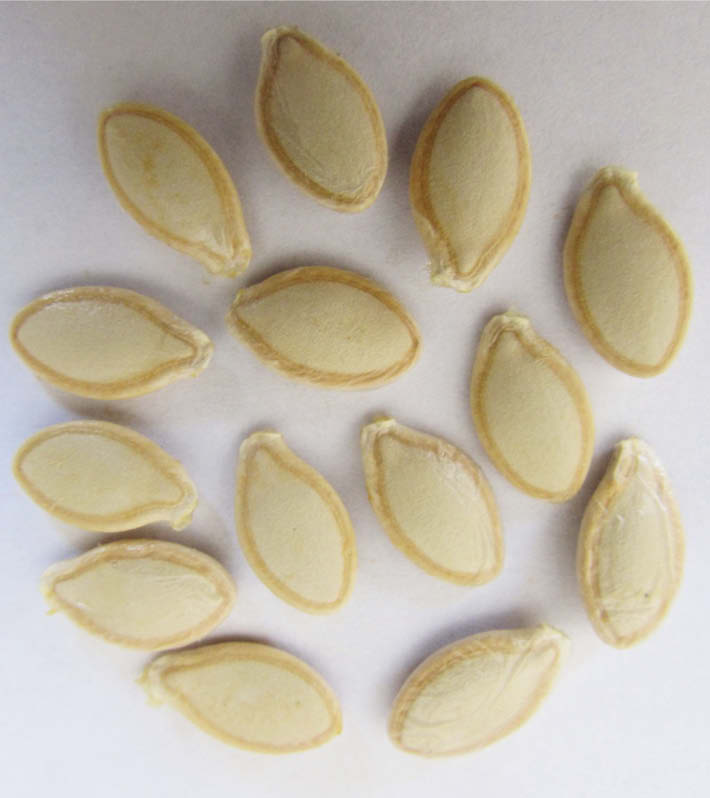 semilla zapallo italiano